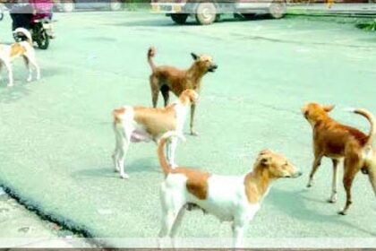 Ponda residents call for urgent action
on stray dog crisis