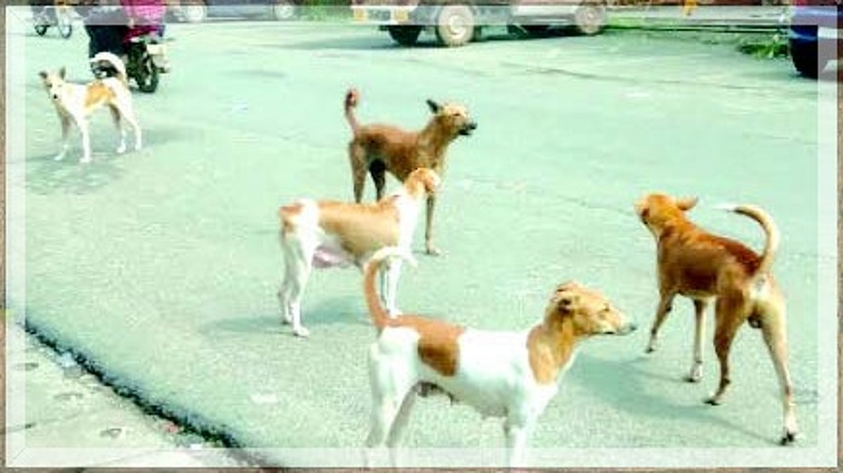 Ponda residents call for urgent action
on stray dog crisis