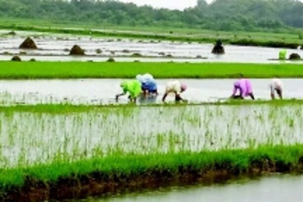 Ponda ryots seek more financial aid from govt to make farming affordable