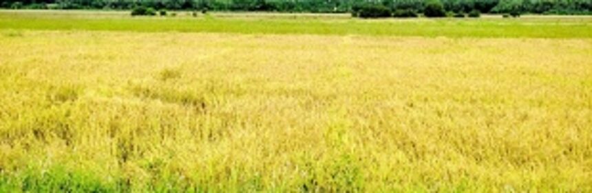 Ponda ryots worried as paddy  crops take a hit after heavy rain
