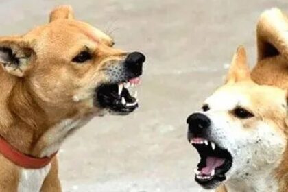 Ponda stray dog attack: 1.5-year-old girl dies in brutal incident