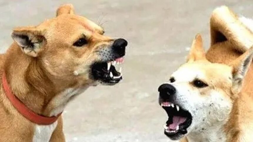 Ponda stray dog attack: 1.5-year-old girl dies in brutal incident 1 Ponda stray dog attack: 1.5-year-old girl dies in brutal incident