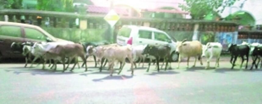 Ponda taluka MLAs must come forward and solve stray cattle problem once and for all: Locals