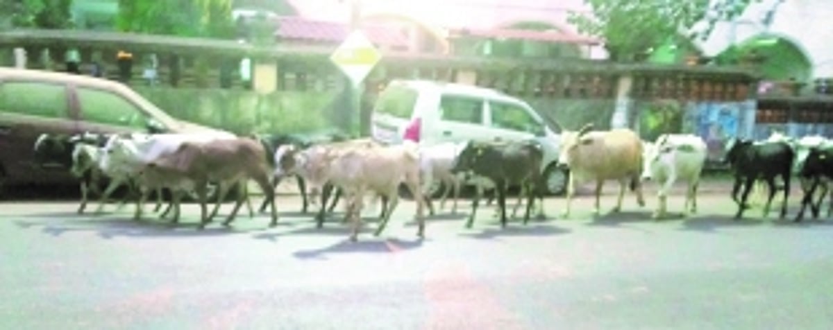 Ponda taluka MLAs must come forward and solve stray cattle problem once and for all: Locals