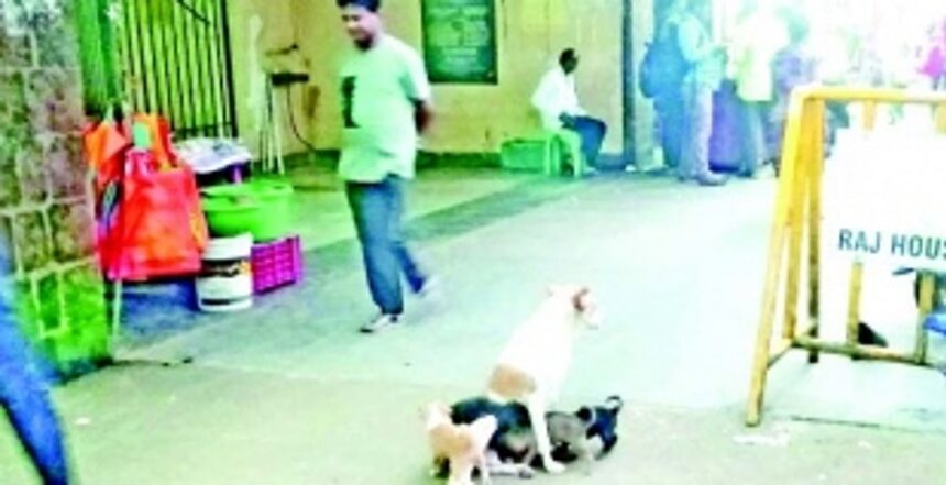 Pondaites demand control over stray dog population