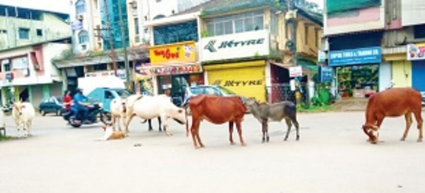 Pondaites express concern over rising accidents due to stray cattle in taluka