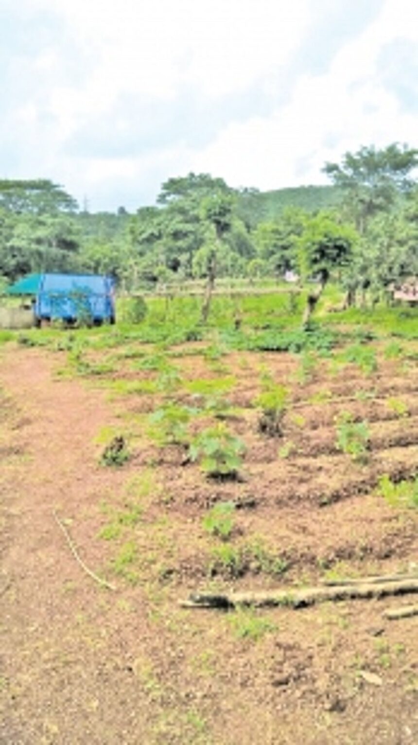 Ponda’s horticulturists a worried lot as rain damages sought-after crops