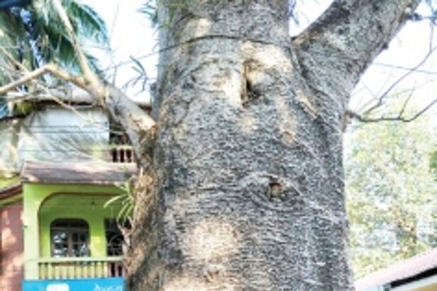 Portuguese-era Baobab tree treated  for infection