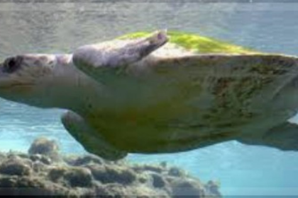 Positive Trend in Olive Ridley Turtle Egg Counts at Agonda and Galgibag Beaches Despite Tourism Impact