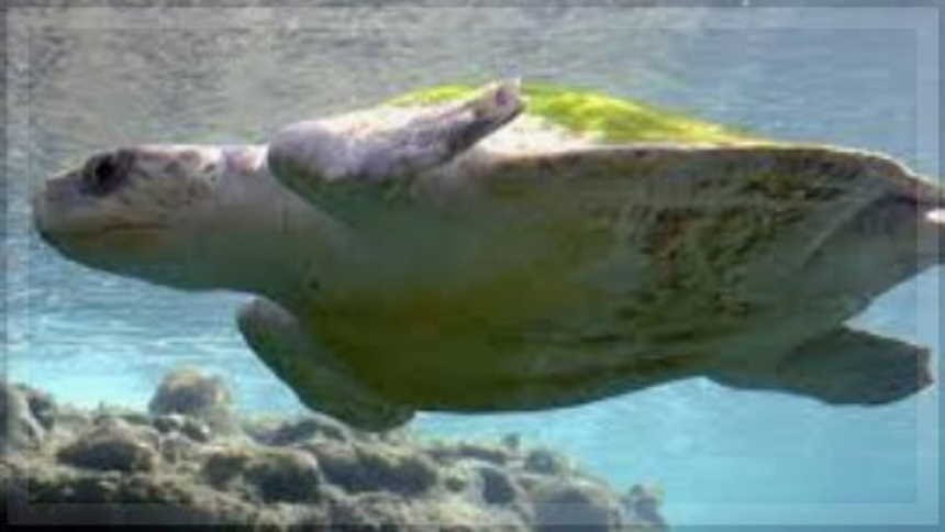 Positive Trend in Olive Ridley Turtle Egg Counts at Agonda and Galgibag Beaches Despite Tourism Impact 1 Positive Trend in Olive Ridley Turtle Egg Counts at Agonda and Galgibag Beaches Despite Tourism Impact