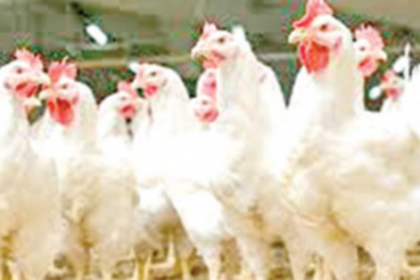 Poultry farmers ‘violating’ ban  on chicken sale
