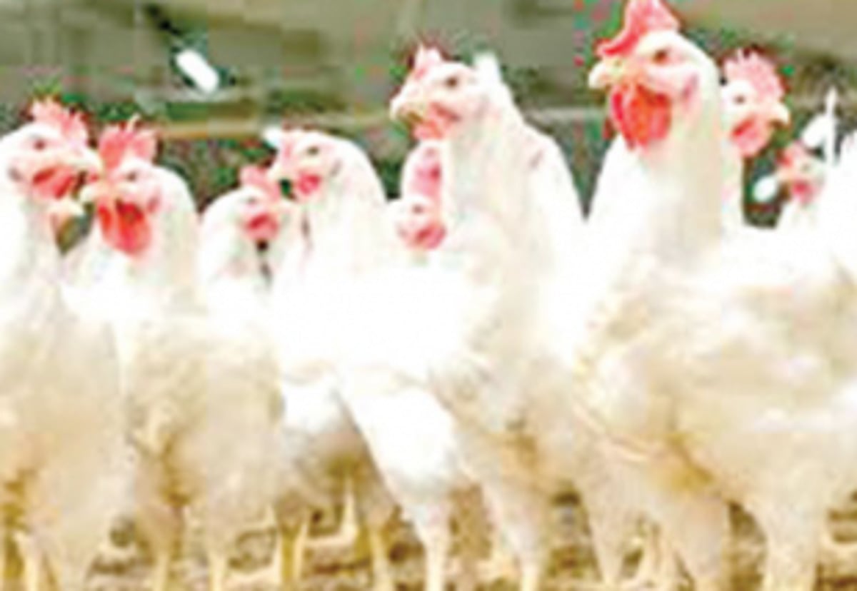 Poultry farmers ‘violating’ ban  on chicken sale