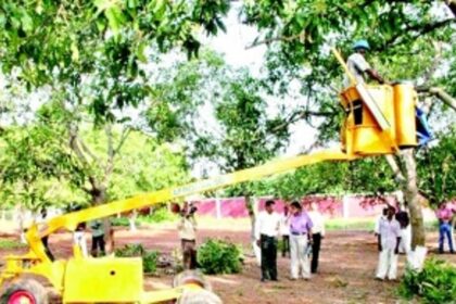 Power Department should stop  pruning trees at wrong time