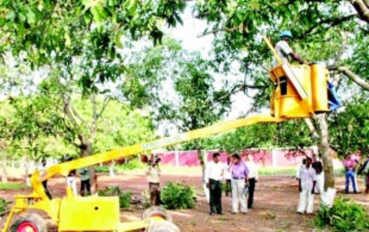 Power Department should stop  pruning trees at wrong time