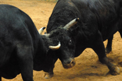 Pregnant Woman Injured in Bull Fight on Porvorim Highway