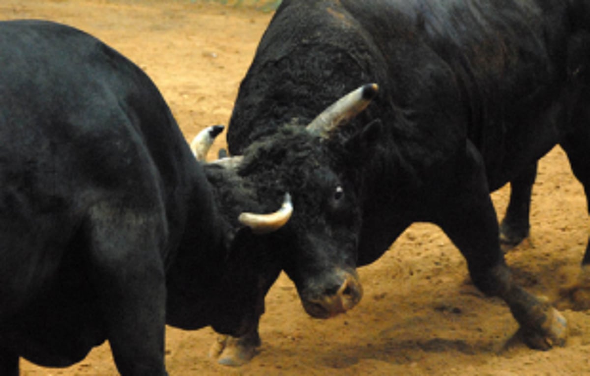 Pregnant Woman Injured in Bull Fight on Porvorim Highway