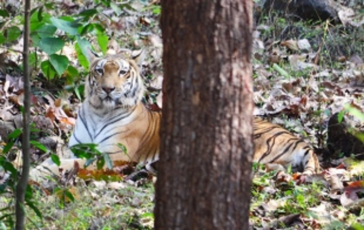 Preserve ‘Big Cats’ for Small Goa