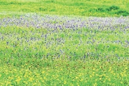 Preserving a small world on Goan plateaus