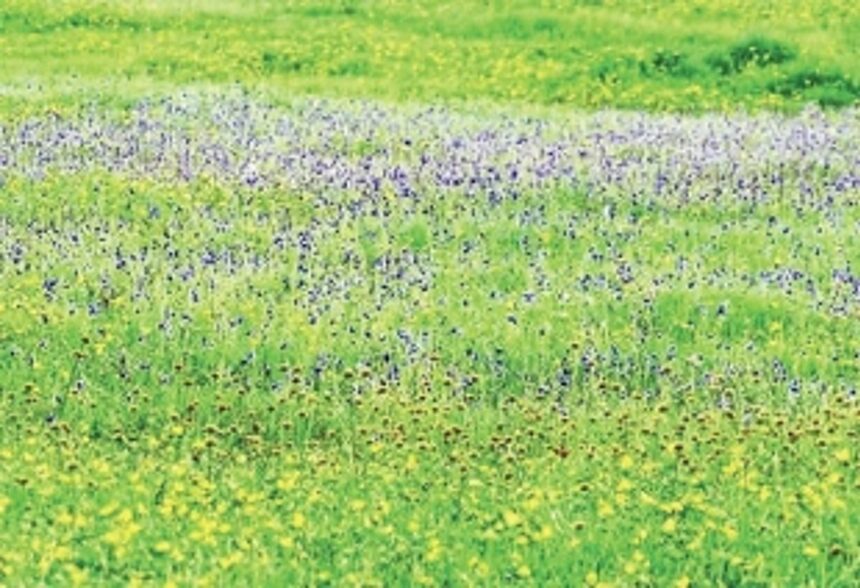 Preserving a small world on Goan plateaus