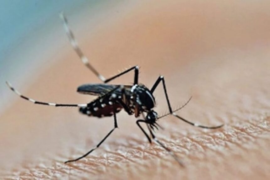 Preventing and dealing with dengue