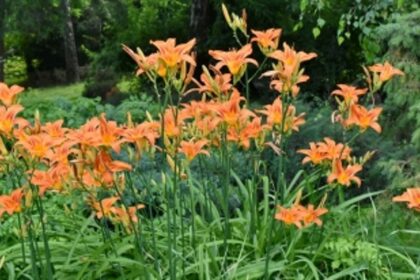 Price  'tampering' at Zuarinagar horticulture outlets: Panch