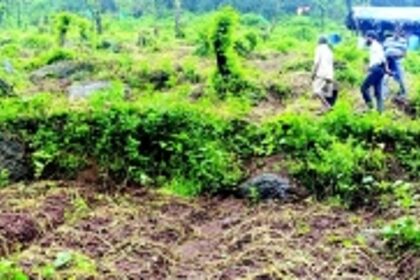 Priol, Bandora, Farmagudi farmers face crop losses due to heavy rainfall