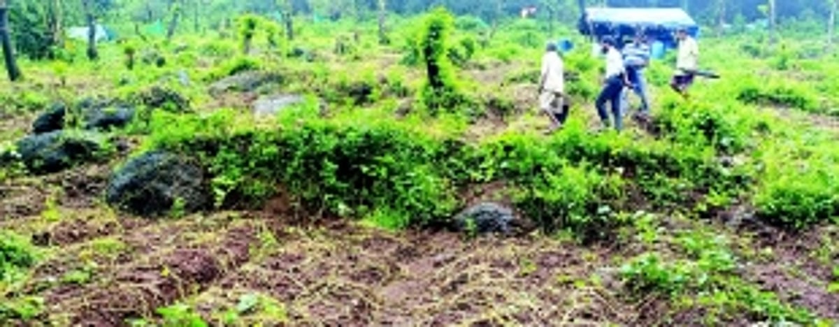 Priol, Bandora, Farmagudi farmers face crop losses due to heavy rainfall