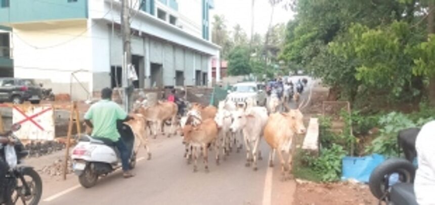 Problem of cattle menace persists in Ponda taluka 1 Problem of cattle menace persists in Ponda taluka