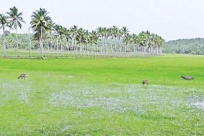 Process to identify wetlands to be ready within a year: GSWA