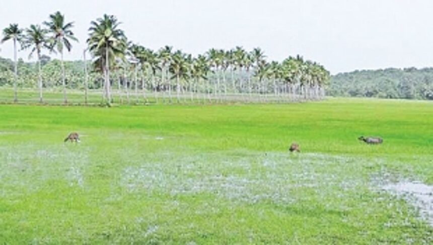 Process to identify wetlands to be ready within a year: GSWA 1 Process to identify wetlands to be ready within a year: GSWA