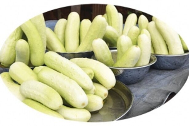 Production curve of curvy  Goan cucumbers slides