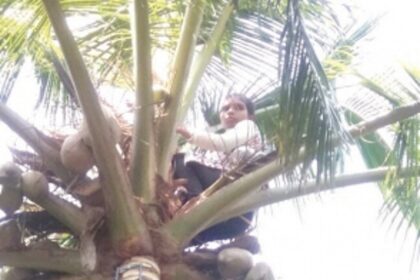 Prog for women on coconut tree climbing held at Gulem