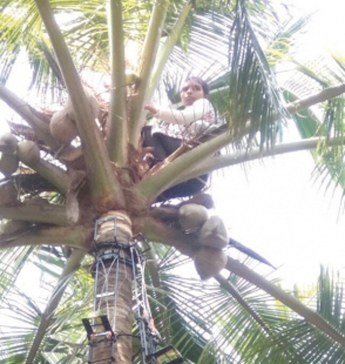 Prog for women on coconut tree climbing held at Gulem