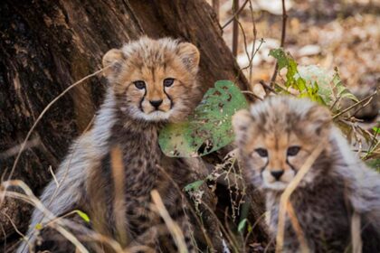 Project Cheetah Under Fire—But Govt Experts Call It ‘Politically Charged’