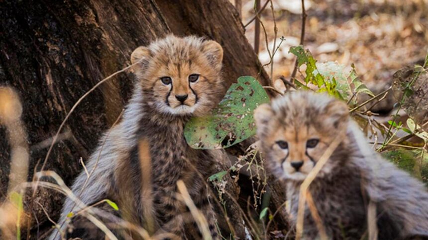 Project Cheetah Under Fire—But Govt Experts Call It ‘Politically Charged’ 1 Project Cheetah Under Fire—But Govt Experts Call It ‘Politically Charged’