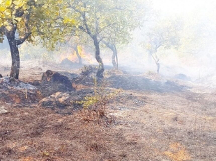 Property worth Rs 1 lakh destroyed in Ambaulim cashew plantation fire 1 Property worth Rs 1 lakh destroyed in Ambaulim cashew plantation fire