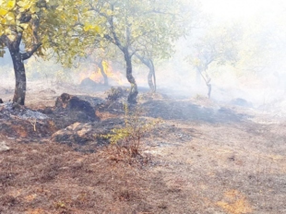 Property worth Rs 1 lakh destroyed in Ambaulim cashew plantation fire