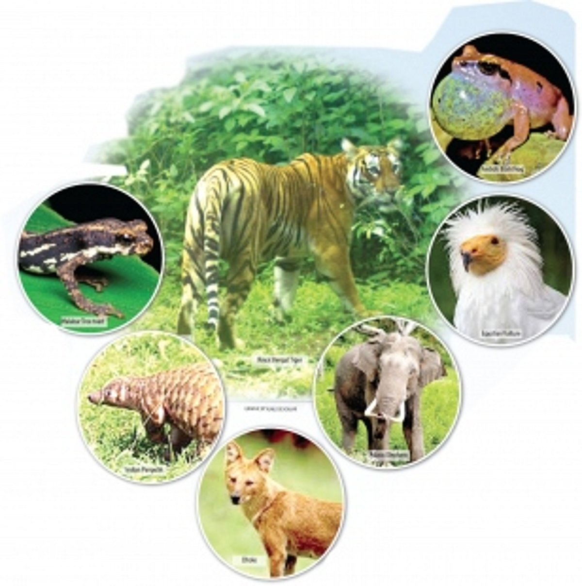 Protect endangered species, save the planet