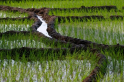 Protect our fields from saline  water, urge Paliem farmers