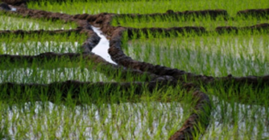 Protect our fields from saline water, urge Paliem farmers