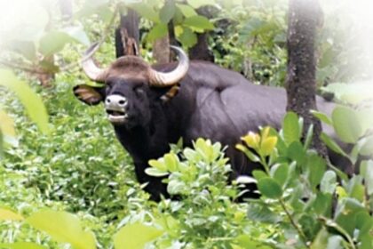 Protecting the 2Gs of Goa’s Biodiversity: Gaur and Ghar