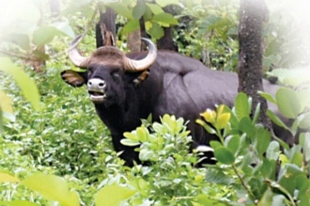Protecting the 2Gs of Goa’s Biodiversity: Gaur and Ghar