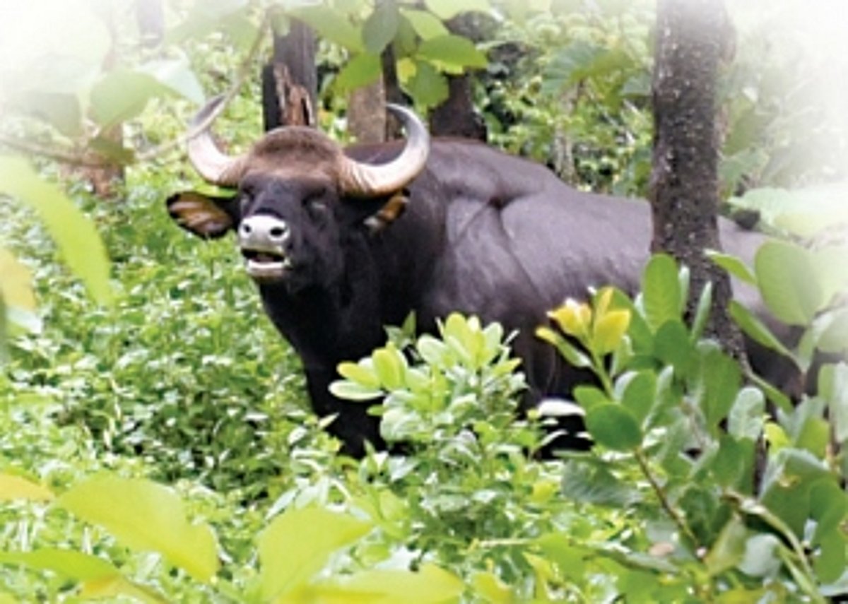 Protecting the 2Gs of Goa’s Biodiversity: Gaur and Ghar