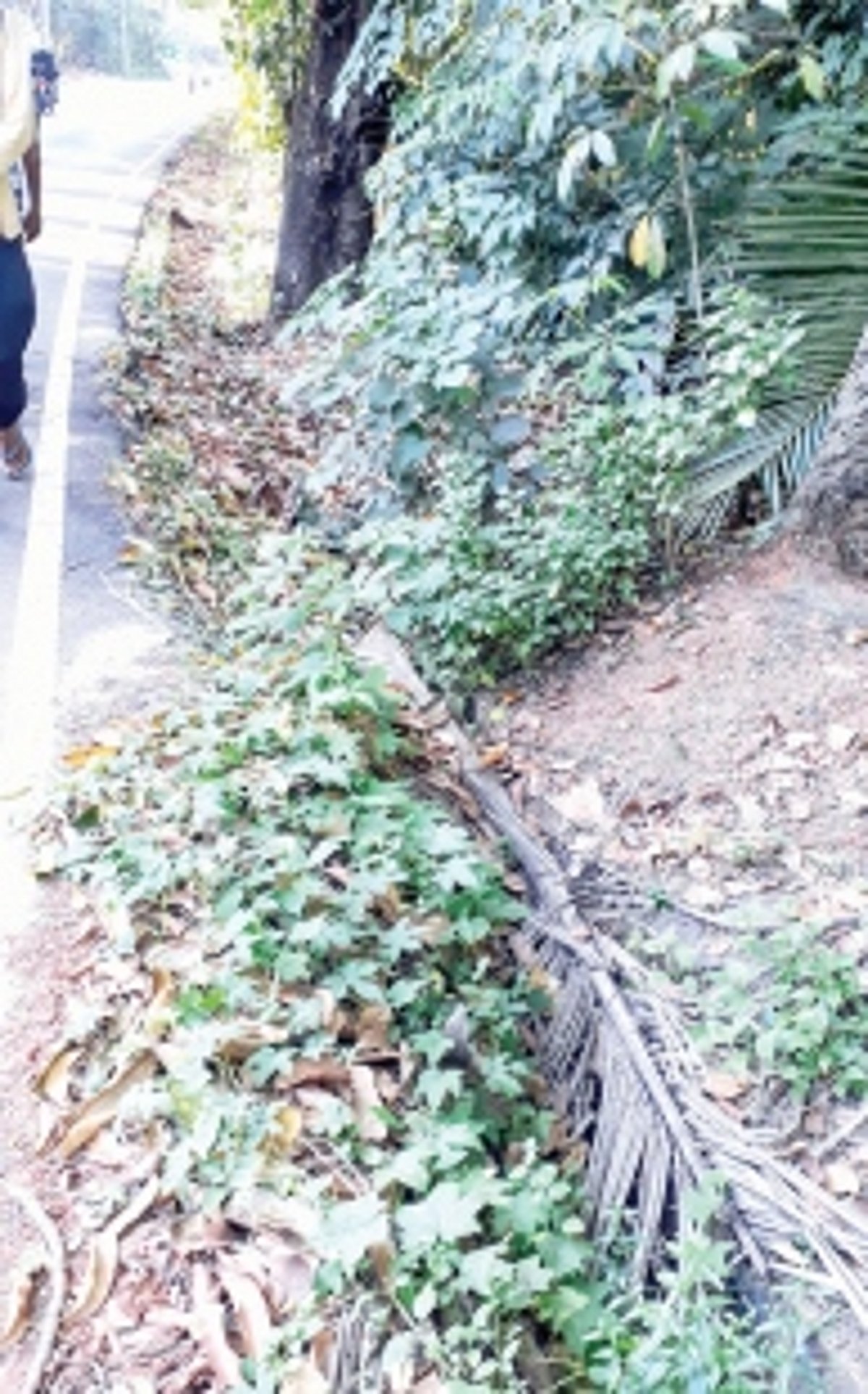 Provide covers to drains  along Benaulim-Mobor road