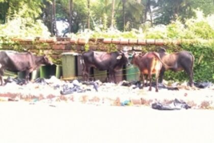 Provide stray animal tamper-proof garbage bins