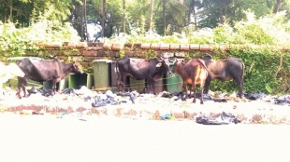 Provide stray animal tamper-proof garbage bins