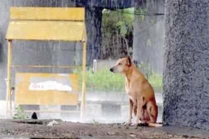 Providing comfort for strays during stormy weather