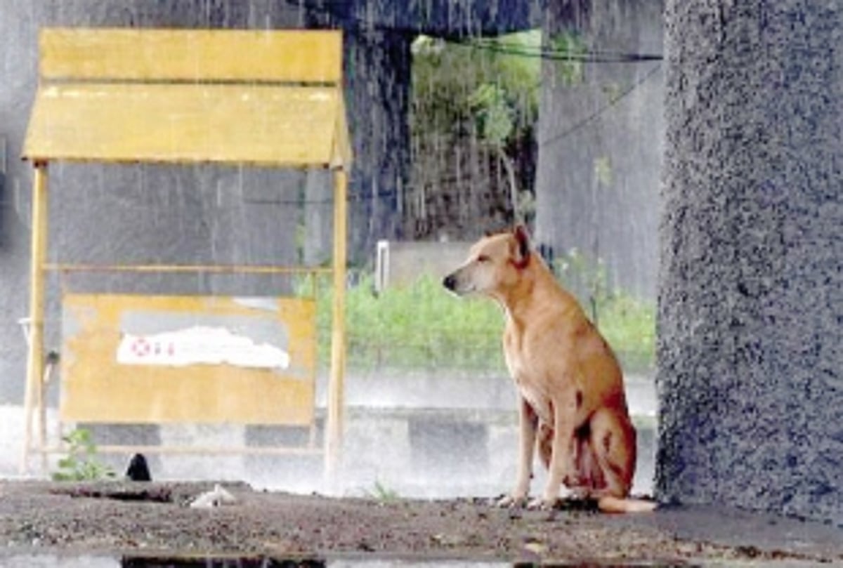 Providing comfort for strays during stormy weather