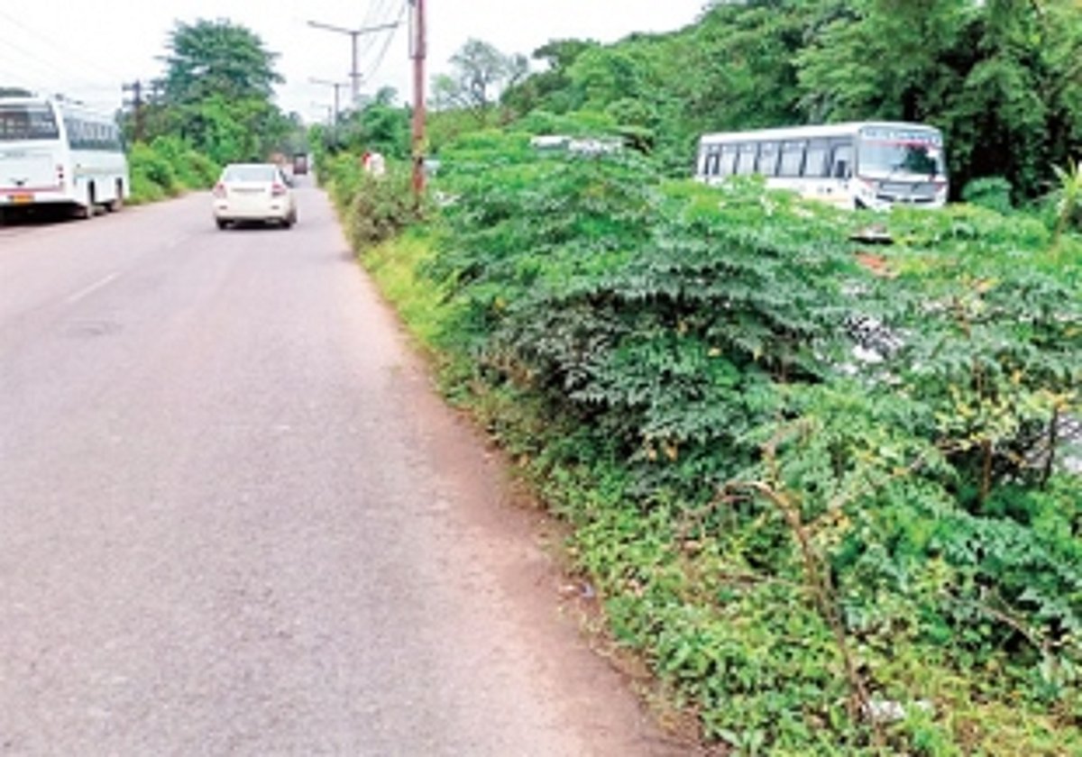 Prune overgrown bushes on dividers, urge Fatorda locals
