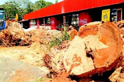 Public outcry as majestic rain trees axed for Modi’s Margao meet